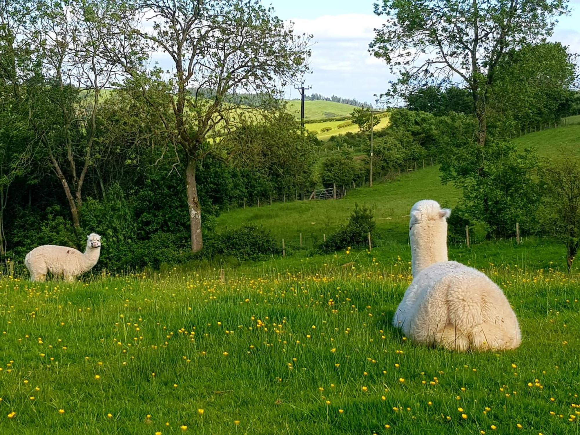 Foxglove Accommodation Craven Arms Eksteriør bilde